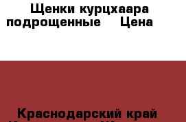 Щенки курцхаара подрощенные  › Цена ­ 5 000 - Краснодарский край, Кропоткин г. Животные и растения » Собаки   . Краснодарский край,Кропоткин г.